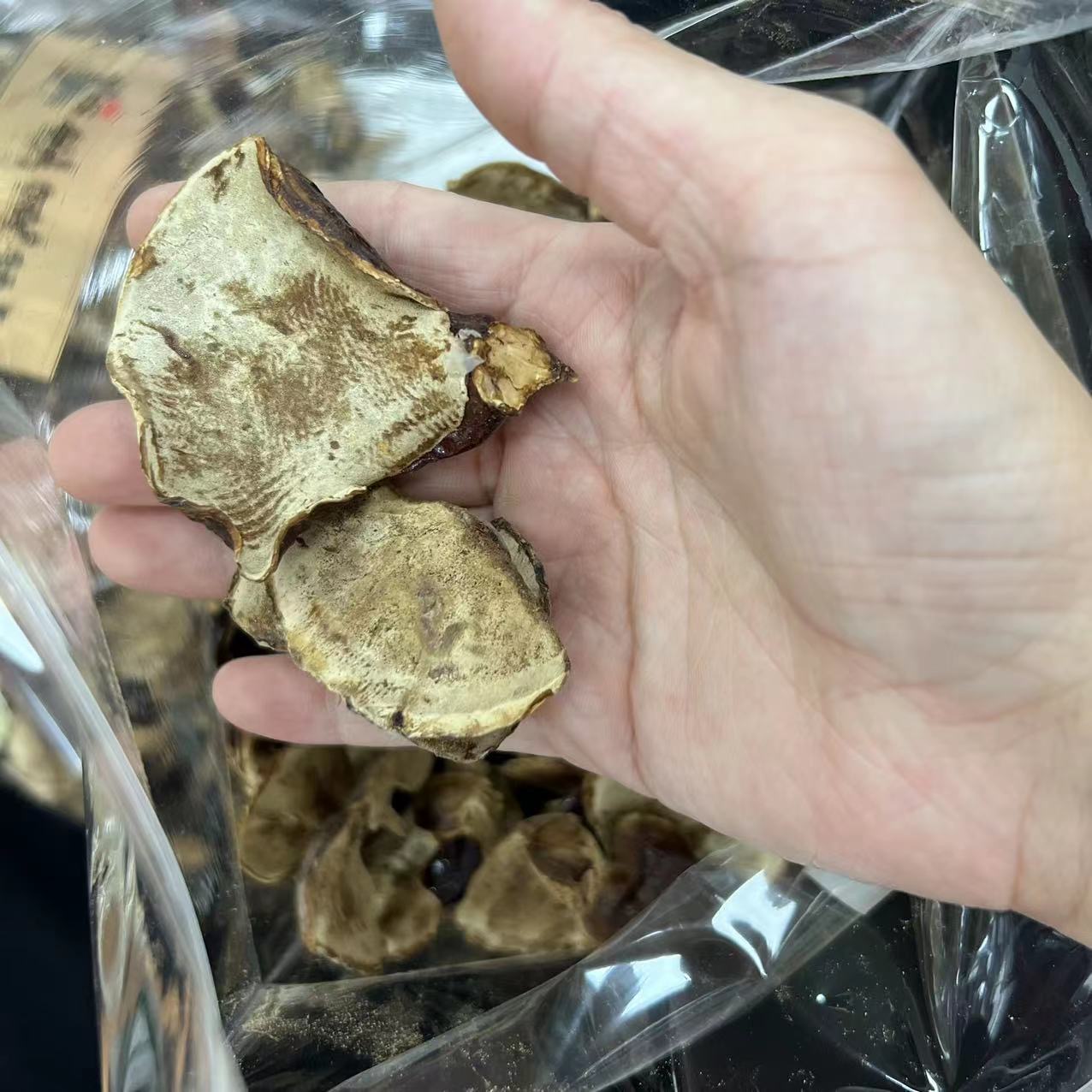 今天货源 大量网红小金边灵芝 /